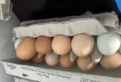 Chicken eggs