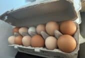 Chicken eggs