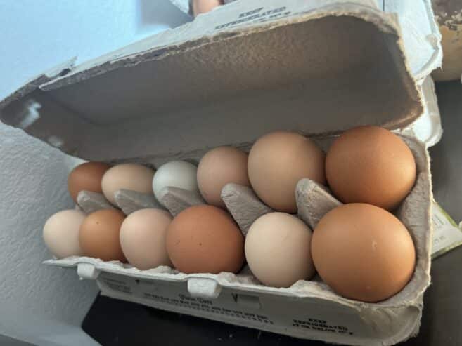 Chicken eggs