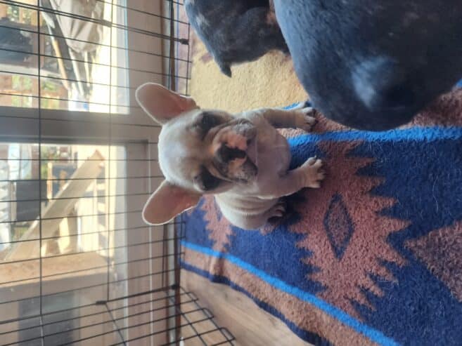 French Bulldog