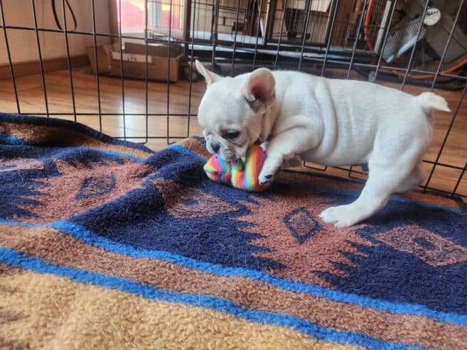 French Bulldog