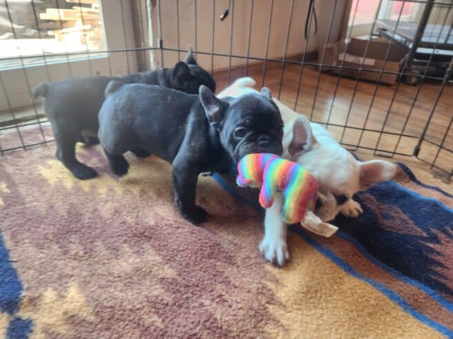 French Bulldog
