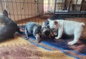 French Bulldog