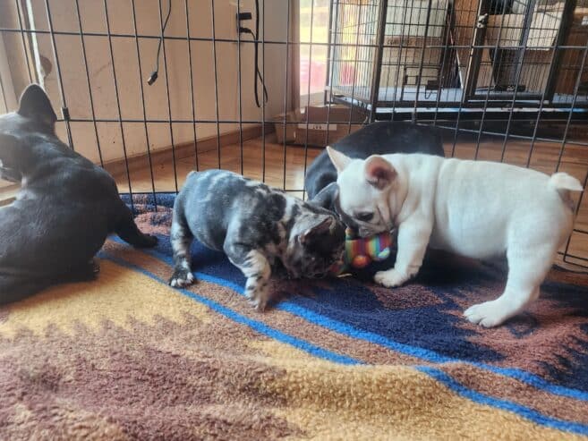 French Bulldog
