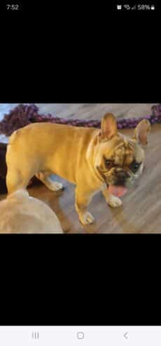 French Bulldog