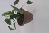 monstera plant