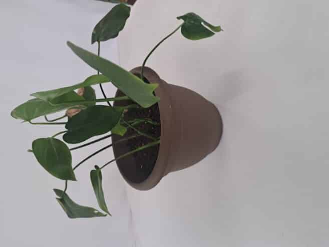 monstera plant