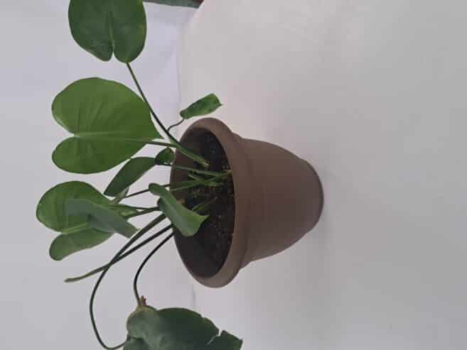 monstera plant