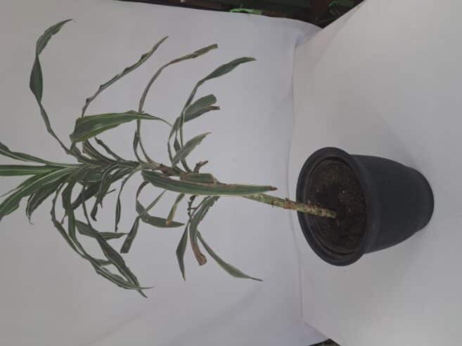 large house plant