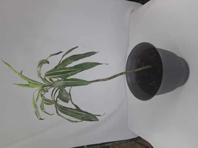 large house plant