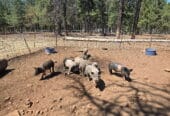 FEEDER PIGS FOR SALE