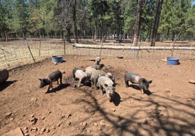 Feeder-pigs-1