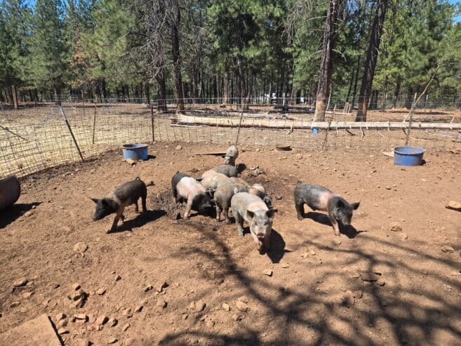 FEEDER PIGS FOR SALE