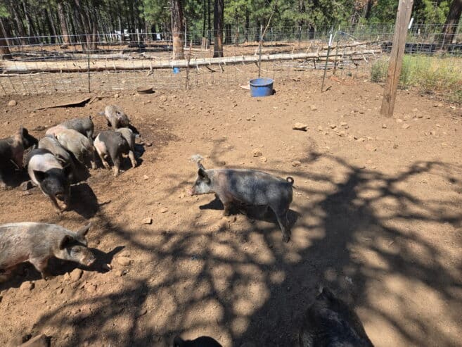 FEEDER PIGS FOR SALE
