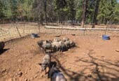 FEEDER PIGS FOR SALE
