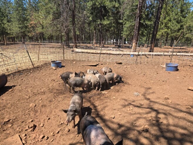 FEEDER PIGS FOR SALE