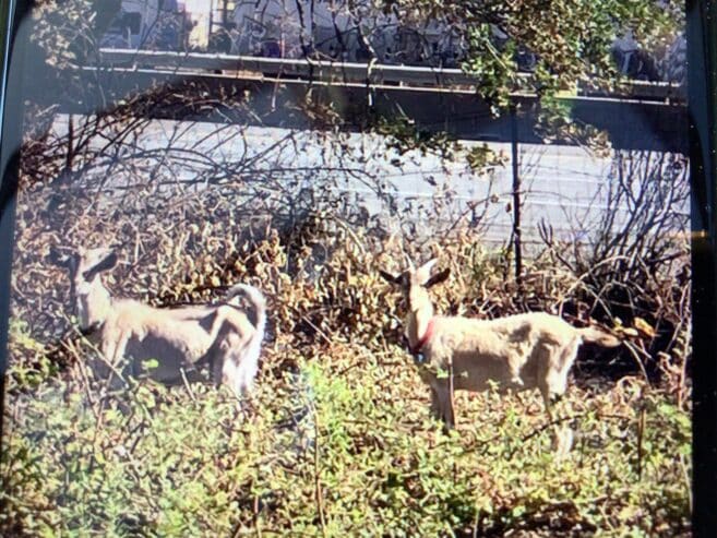 Two kiko goats