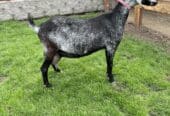 Goats for sale