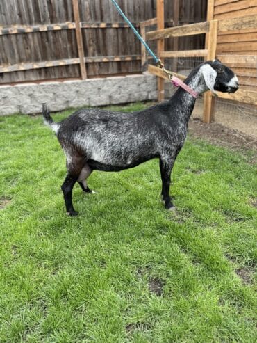 Goats for sale