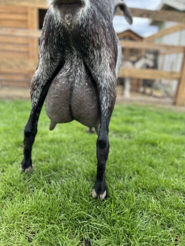 Goats for sale