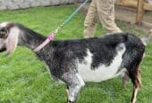 Goats for sale
