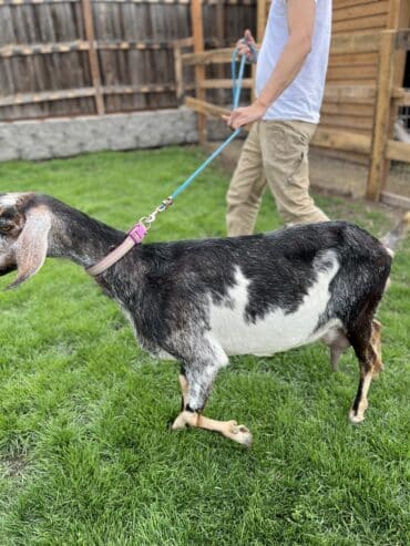 Goats for sale