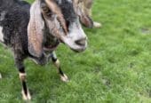 Goats for sale