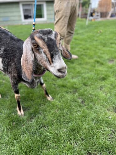 Goats for sale