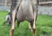 Goats for sale