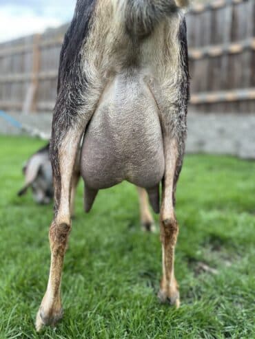 Goats for sale