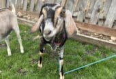 Goats for sale
