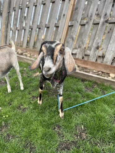 Goats for sale