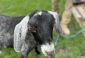 Goats for sale