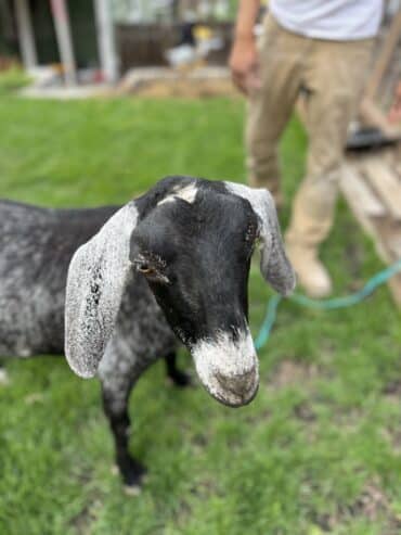 Goats for sale