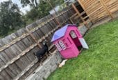 Buckling and doeling for sale