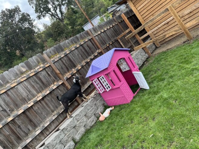 Buckling and doeling for sale