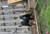 Buckling and doeling for sale