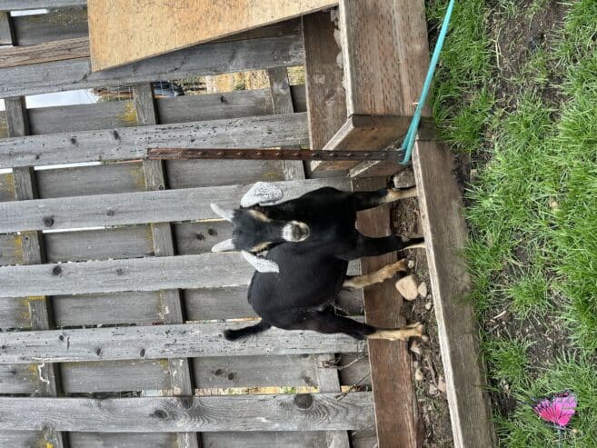 Buckling and doeling for sale