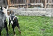 Buckling and doeling for sale