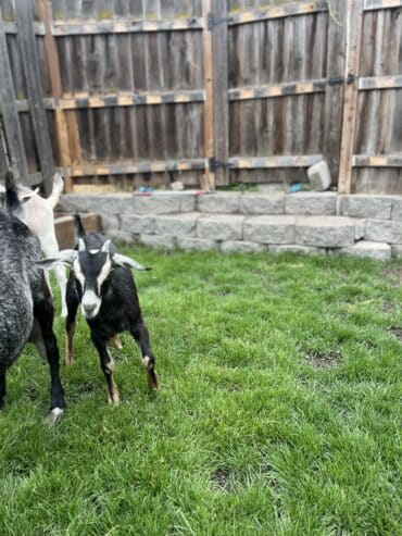 Buckling and doeling for sale