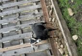 Buckling and doeling for sale