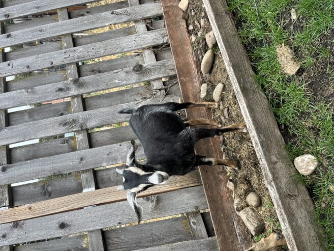 Buckling and doeling for sale