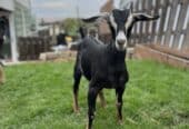 Buckling and doeling for sale