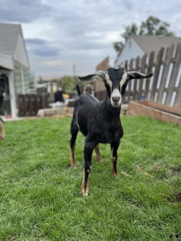Buckling and doeling for sale