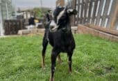 Buckling and doeling for sale