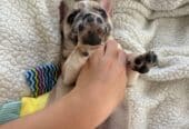 Potato with legs