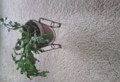 christmass cactus in pot
