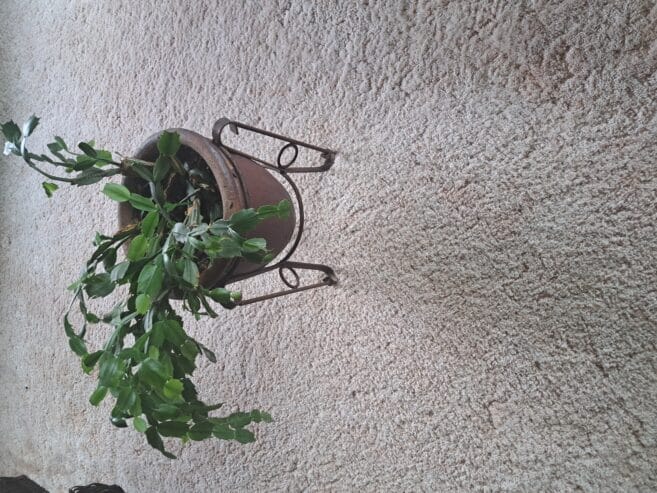 christmass cactus in pot
