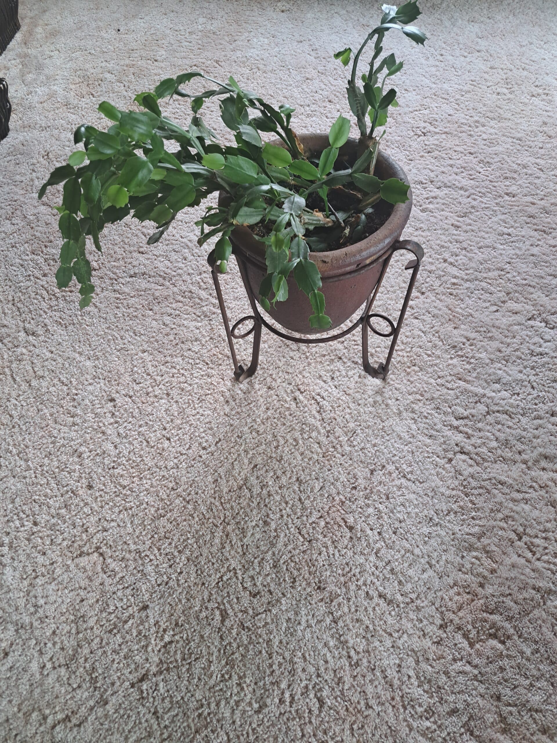 christmass cactus in pot