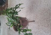 christmass cactus in pot